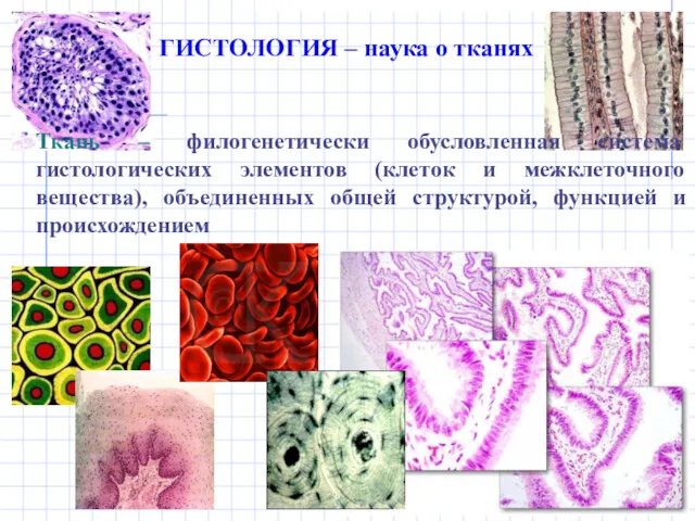 ГИСТОЛОГИЯ – наука о тканях Ткань – филогенетически обусловленная система