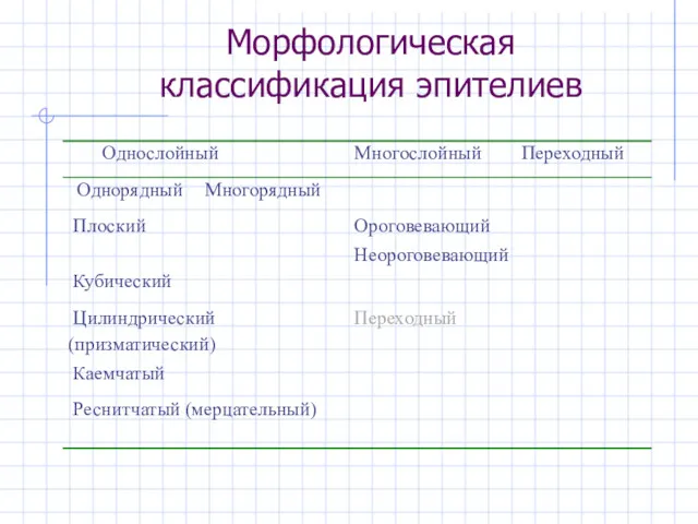 Морфологическая классификация эпителиев