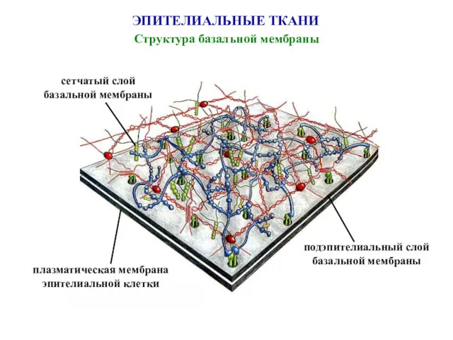 ЭПИТЕЛИАЛЬНЫЕ ТКАНИ Структура базальной мембраны плазматическая мембрана эпителиальной клетки подэпителиальный