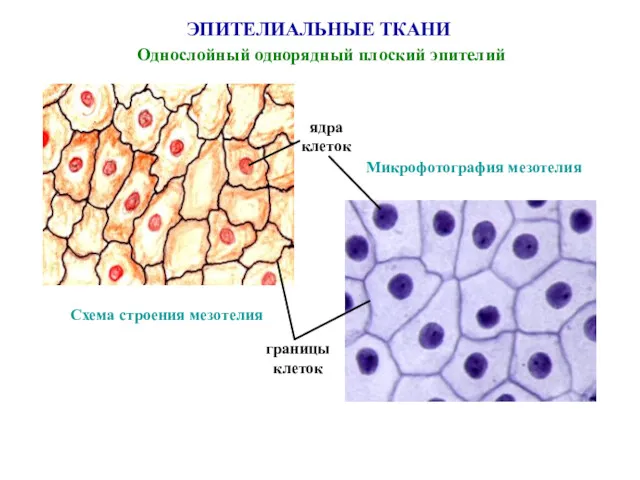 ЭПИТЕЛИАЛЬНЫЕ ТКАНИ Однослойный однорядный плоский эпителий границы клеток ядра клеток