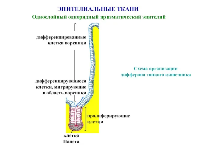 ЭПИТЕЛИАЛЬНЫЕ ТКАНИ Однослойный однорядный призматический эпителий Схема организации дифферона тонкого