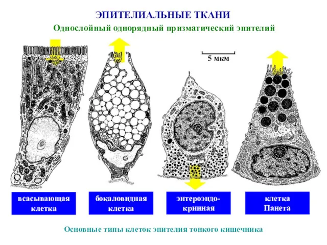 ЭПИТЕЛИАЛЬНЫЕ ТКАНИ Однослойный однорядный призматический эпителий Основные типы клеток эпителия