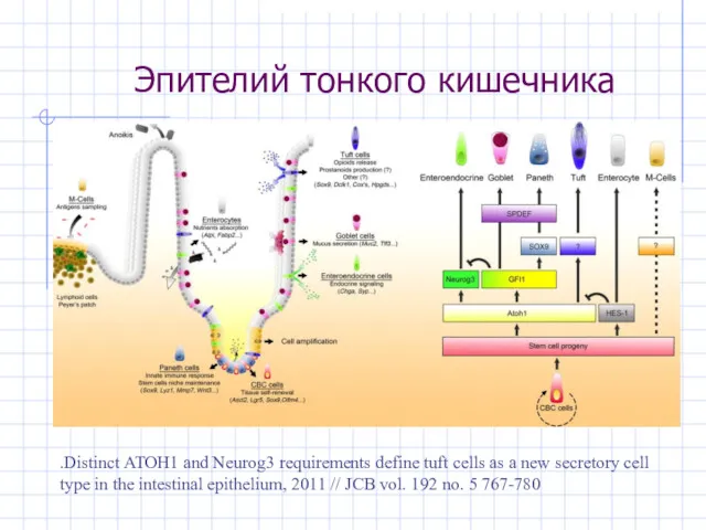 Эпителий тонкого кишечника .Distinct ATOH1 and Neurog3 requirements define tuft