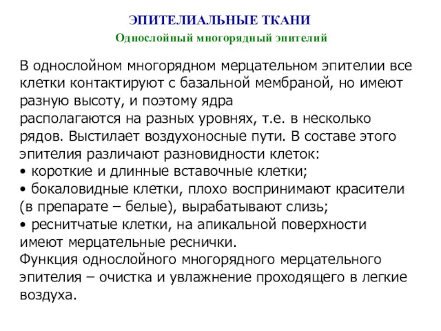 ЭПИТЕЛИАЛЬНЫЕ ТКАНИ Однослойный многорядный эпителий В однослойном многорядном мерцательном эпителии