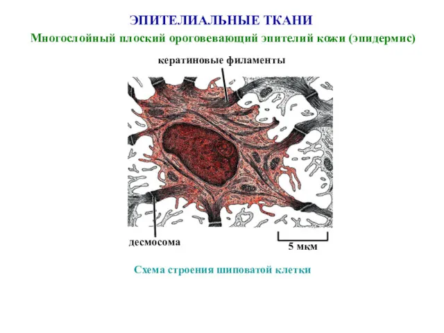 Схема строения шиповатой клетки ЭПИТЕЛИАЛЬНЫЕ ТКАНИ Многослойный плоский ороговевающий эпителий