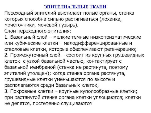 ЭПИТЕЛИАЛЬНЫЕ ТКАНИ Переходный эпителий выстилает полые органы, стенка которых способна