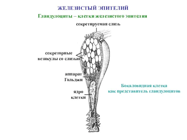 секретируемая слизь секреторные везикулы со слизью аппарат Гольджи ядро клетки