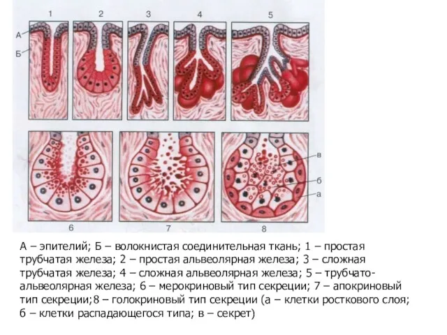 А – эпителий; Б – волокнистая соединительная ткань; 1 –