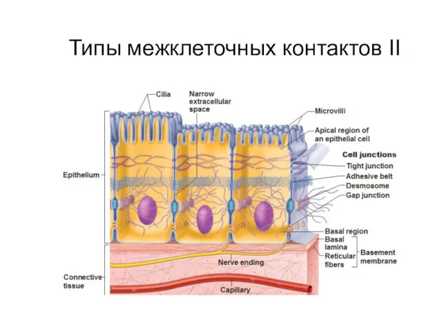 Типы межклеточных контактов II