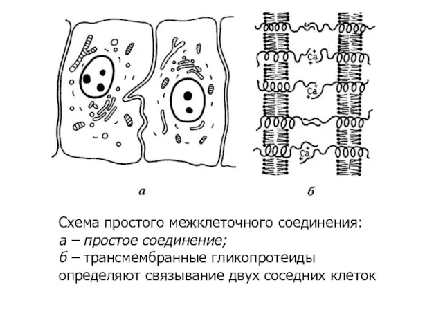 Схема простого межклеточного соединения: а – простое соединение; б –