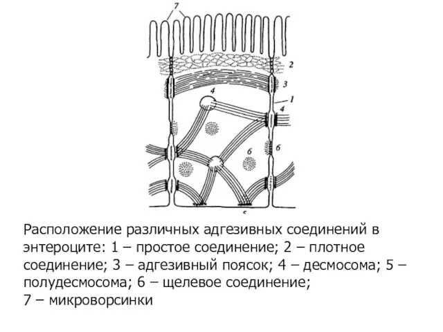 Расположение различных адгезивных соединений в энтероците: 1 – простое соединение;