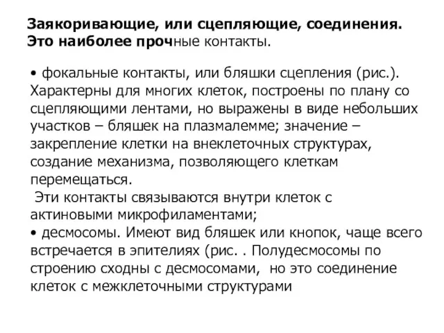 Заякоривающие, или сцепляющие, соединения. Это наиболее прочные контакты. • фокальные