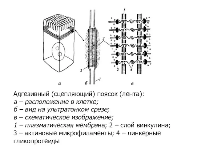 Адгезивный (сцепляющий) поясок (лента): а – расположение в клетке; б