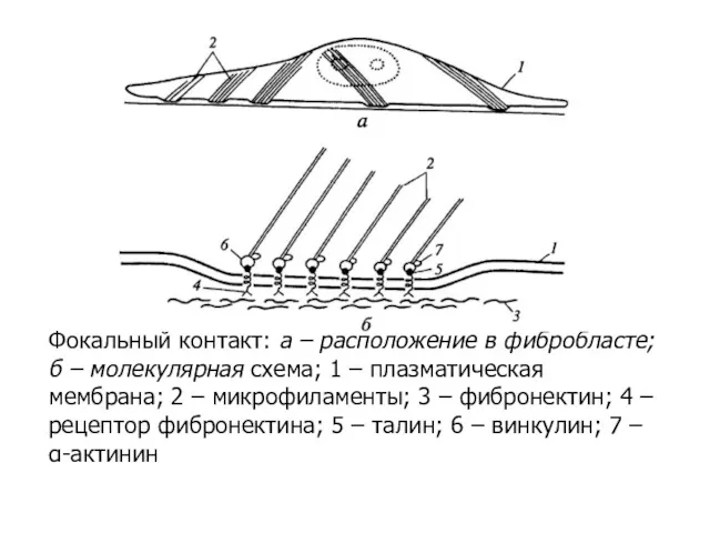 Фокальный контакт: а – расположение в фибробласте; б – молекулярная