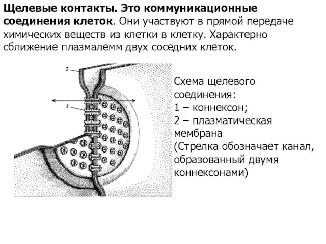 Щелевые контакты. Это коммуникационные соединения клеток. Они участвуют в прямой