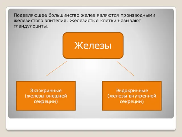 Подавляющее большинство желез являются производными железистого эпителия. Железистые клетки называют гландулоциты. Железы Экзокринные