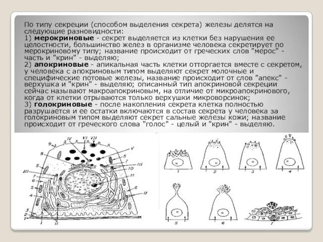 По типу секреции (способом выделения секрета) железы делятся на следующие разновидности: 1) мерокриновые