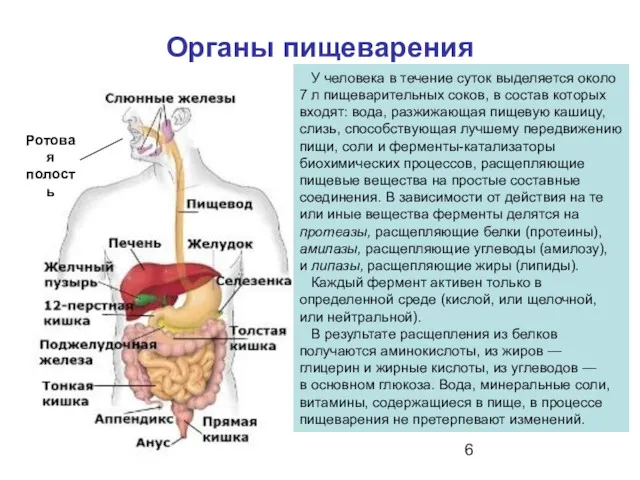 Ротовая полость Органы пищеварения У человека в течение суток выделяется