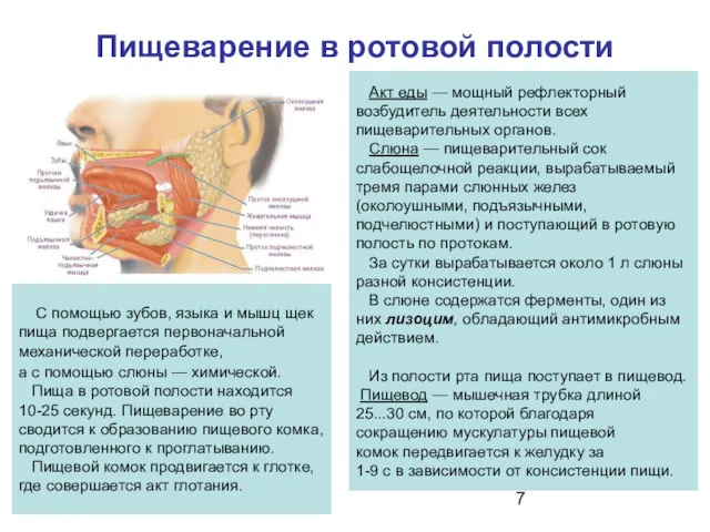 Пищеварение в ротовой полости Акт еды — мощный рефлекторный возбудитель