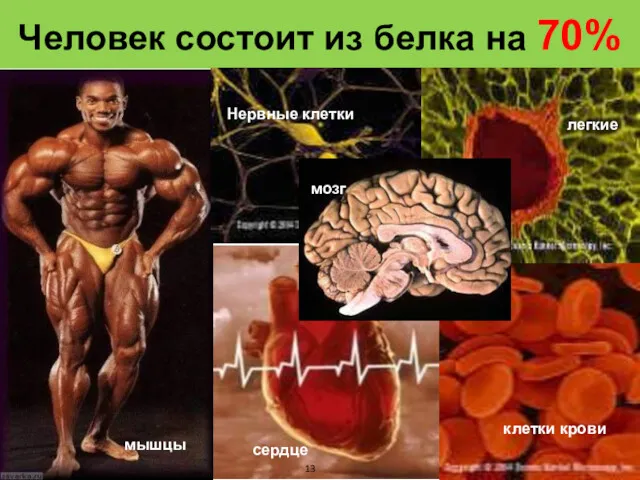 Человек состоит из белка на 70% мышцы сердце Нервные клетки мозг клетки крови легкие 13