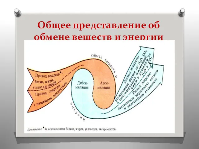 Общее представление об обмене веществ и энергии