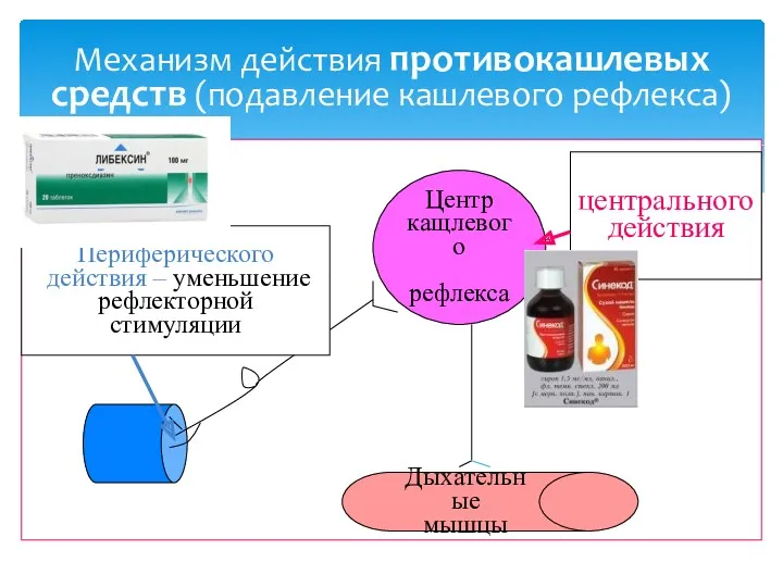 Механизм действия противокашлевых средств (подавление кашлевого рефлекса) Центр кащлевого рефлекса Дыхательные мышцы Периферического