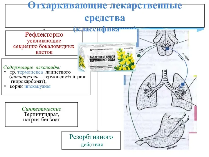 Рефлекторно усиливающие секрецию бокаловидных клеток Отхаркивающие лекарственные средства (классификация) Содержащие алкалоиды: тр. термопсиса