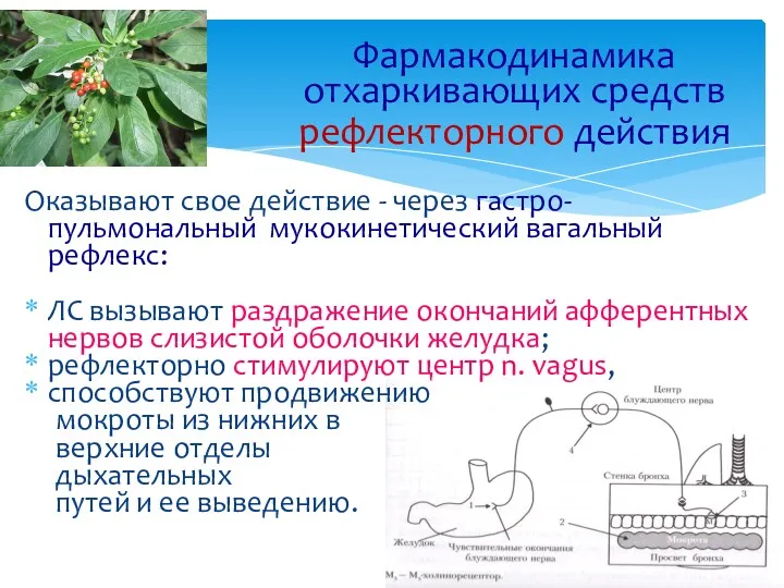 Фармакодинамика отхаркивающих средств рефлекторного действия Оказывают свое действие - через