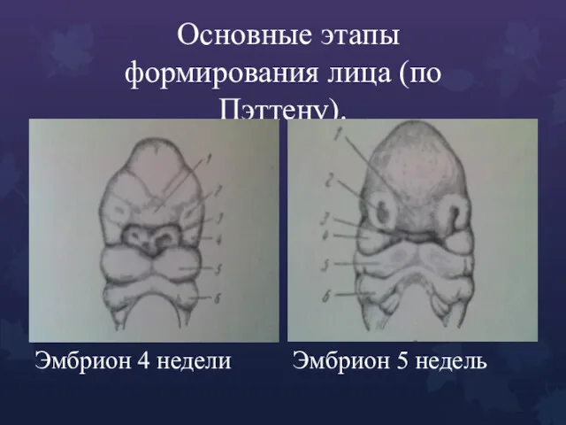 Основные этапы формирования лица (по Пэттену). Эмбрион 4 недели Эмбрион 5 недель