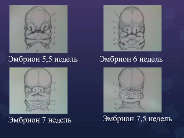 Эмбрион 5,5 недель Эмбрион 6 недель Эмбрион 7 недель Эмбрион 7,5 недель