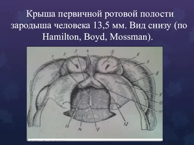Крыша первичной ротовой полости зародыша человека 13,5 мм. Вид снизу (по Hamilton, Boyd, Mossman).