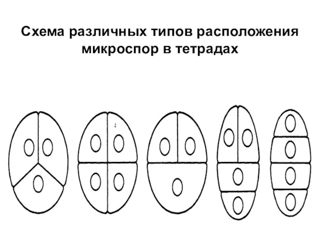 Схема различных типов расположения микроспор в тетрадах