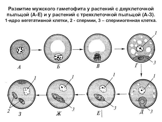 Развитие мужского гаметофита у растений с двуклеточной пыльцой (А-Е) и