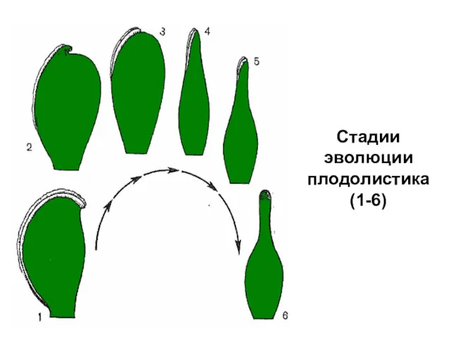 Стадии эволюции плодолистика (1-6)