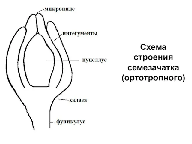 Схема строения семезачатка (ортотропного)