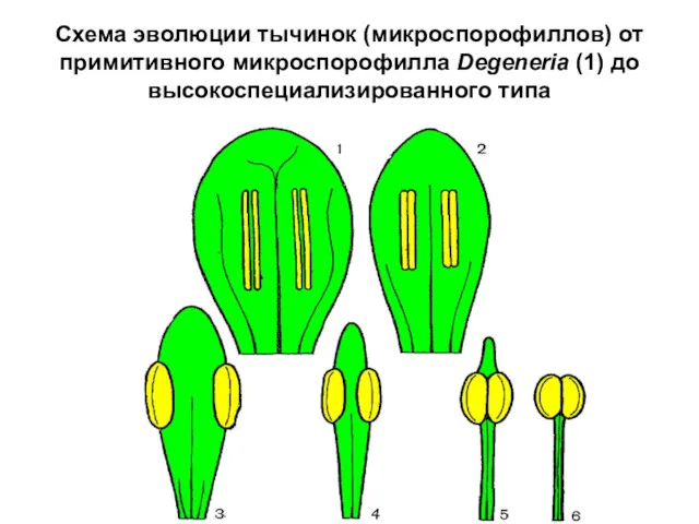 Схема эволюции тычинок (микроспорофиллов) от примитивного микроспорофилла Degeneria (1) до высокоспециализированного типа