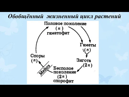 Обобщённый жизненный цикл растений