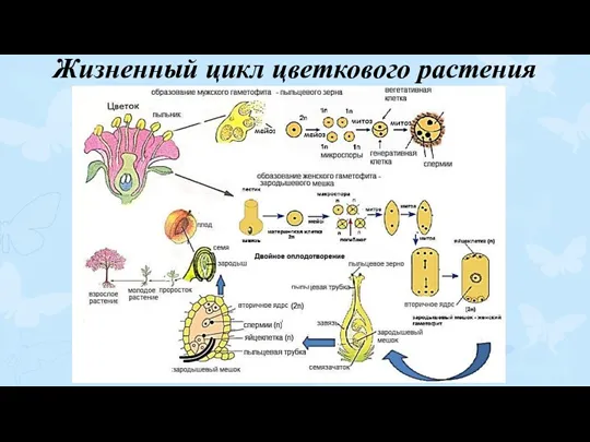 Жизненный цикл цветкового растения