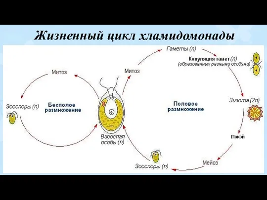 Жизненный цикл хламидомонады