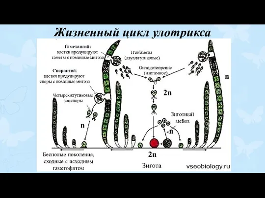 Жизненный цикл улотрикса