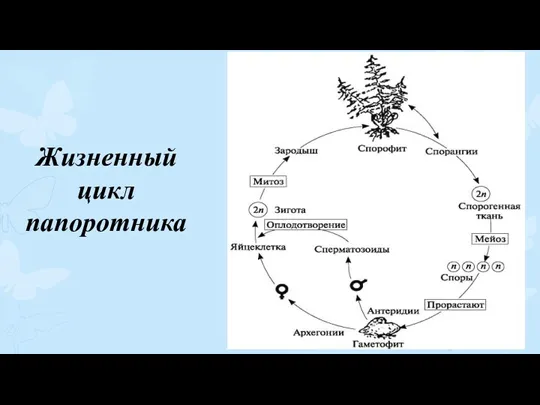 Жизненный цикл папоротника