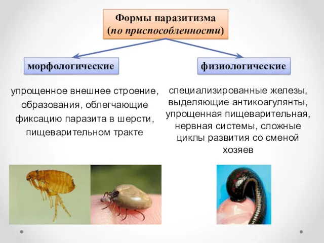Формы паразитизма (по приспособленности) морфологические физиологические упрощенное внешнее строение, образования, облегчающие фиксацию паразита