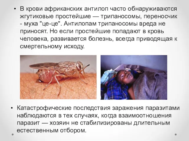 В крови африканских антилоп часто обнаруживаются жгутиковые простейшие — трипаносомы, переносчик - муха