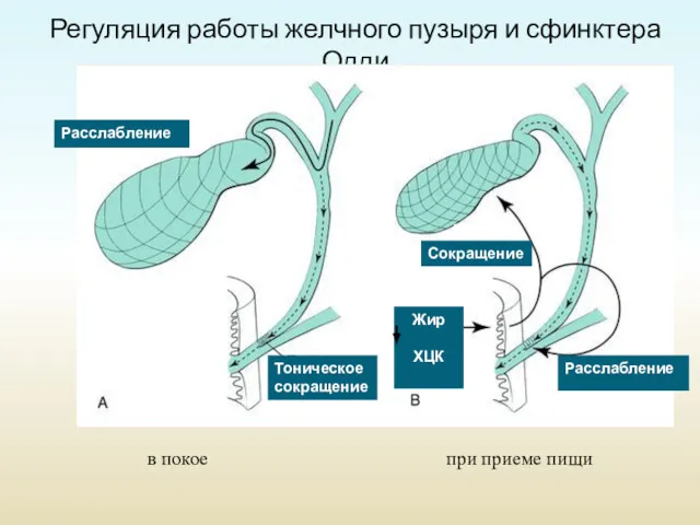 Регуляция работы желчного пузыря и сфинктера Одди Расслабление Тоническое сокращение