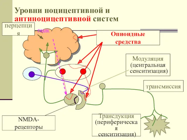 Уровни ноцицептивной и антиноцицептивной систем ГАМК Опиоидные средства NMDA-рецепторы Трансдукция