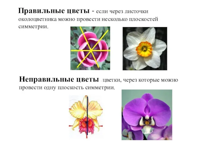 Правильные цветы - если через листочки околоцветника можно провести несколько