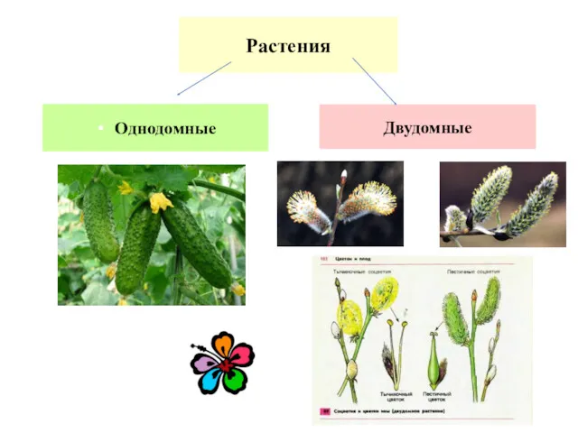 Растения Однодомные Двудомные
