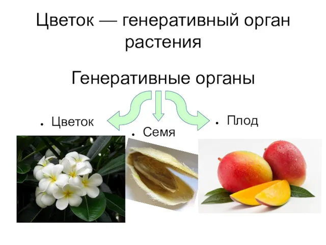 Цветок — генеративный орган растения Генеративные органы Цветок Плод Семя