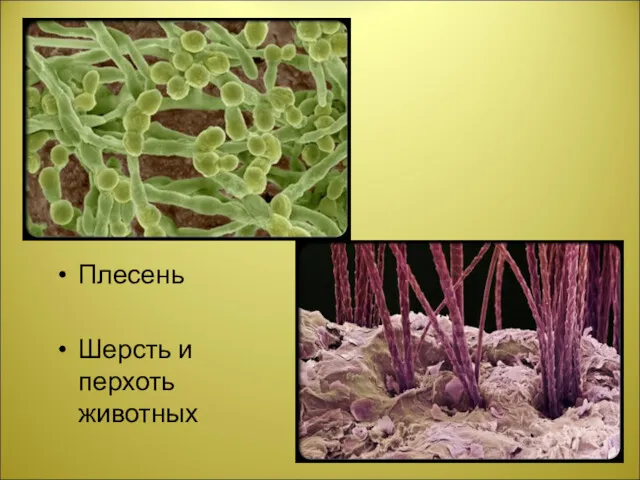 Плесень Шерсть и перхоть животных