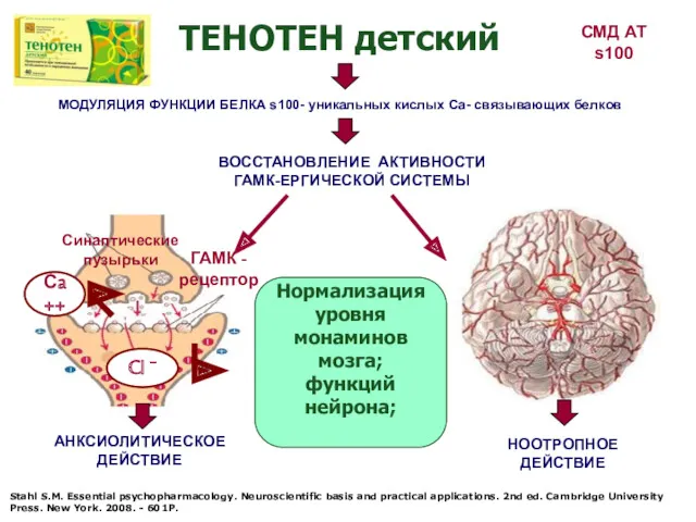 АНКСИОЛИТИЧЕСКОЕ ДЕЙСТВИЕ ВОССТАНОВЛЕНИЕ АКТИВНОСТИ ГАМК-ЕРГИЧЕСКОЙ СИСТЕМЫ ГАМК - рецептор Синаптические